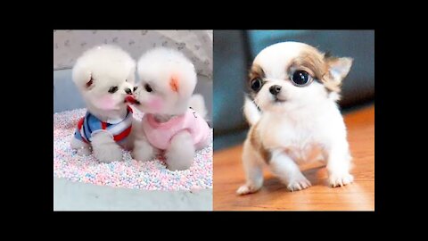 Funny Baby Dogs Videos Compilation