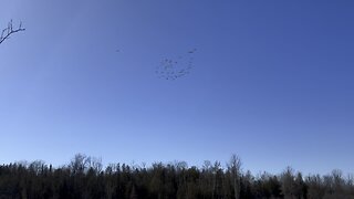 Wisconsin Snow Geese