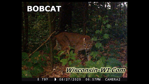 Bobcat VIDEO Wisconsin Summer & Winter Trail Camera Videos - Landman Realty LLC