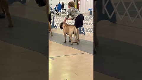 LonelyCreek, Bullmastiff Ch Malakai prophet of the SandHills with Erin Mitchell ￼his owner