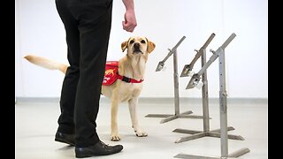 Dogs being trained to sniff out coronavirus superspreaders