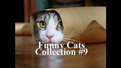 Funny Cats Collection - Definitely makes your life happy #009