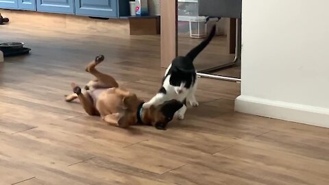Puppy and kitty wrestling match will definitely brighten your day