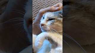 Cute Cat Video #cute #cat #catshorts