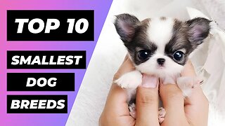 TOP 10 SMALLEST DOG BREEDS In The World | 1 Minute Animals