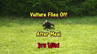 Vulture Flies Off After Meal