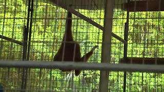 Monkeys find forever home at local sanctuary
