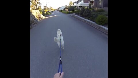 Athletic dog pulls owner on skateboard for walk time