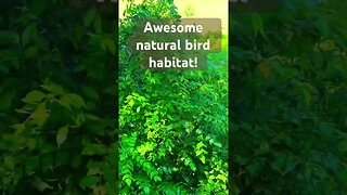 Nuisance or natural bird habitat?