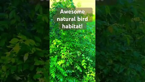 Nuisance or natural bird habitat?