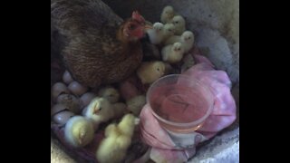Mother Hen Hatch 18 Chicks 🐣