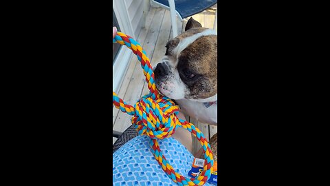 New rope toy! Best day ever!