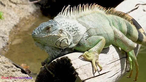 Beautiful Iguana Up Close