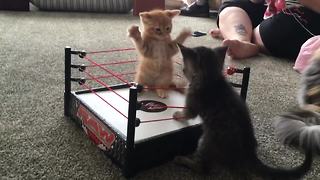 The Cutest Wrestling Match You'll Ever See