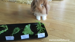 Cute bunny at self-service restaurant