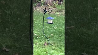 Squirrels and Birds at the Bird Feeder