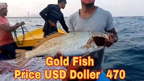 The Gold Fish in the Sri Lanka Sea. One Fish Sold For Sri lankan R.s. 94000/ USD Doller 470