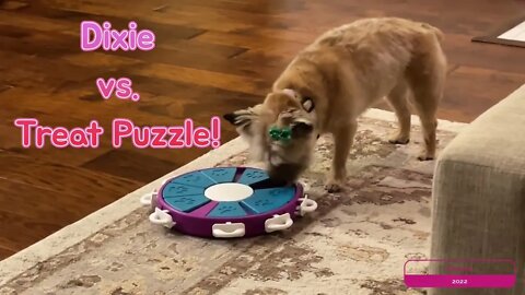 Norwich Terrier vs Treat Puzzle