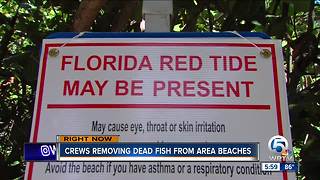 PBC removing dead fish from beaches