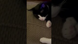 Cat Purring - Oreo