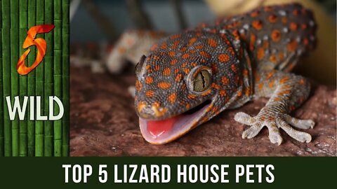 Top 5 Highly Preffered Gecko Breeds As House Pets | 5 WILD