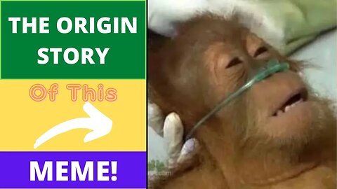 Hospital Orangutan (Monkey) Meme- Origin of this #1 Meme!