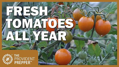 Indoor Garden: Cloning Tomato Plants for Harvesting All Winter