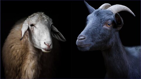 Sheep or Goats