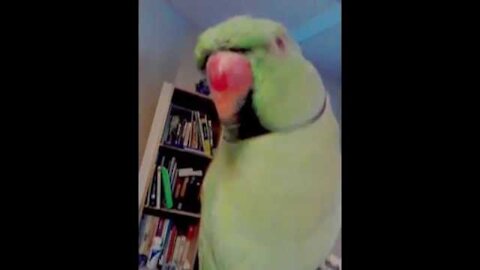Indian Ringneck talking parrot