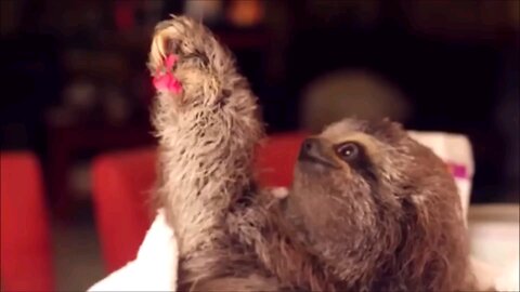 Baby Sloths Being Sloths - FUNNIEST Compilation