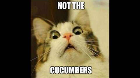 Cat Vs Cucumber Challenge - Funny Cat Reaction #8