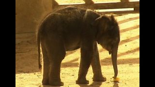 Newborn Asian Elephant