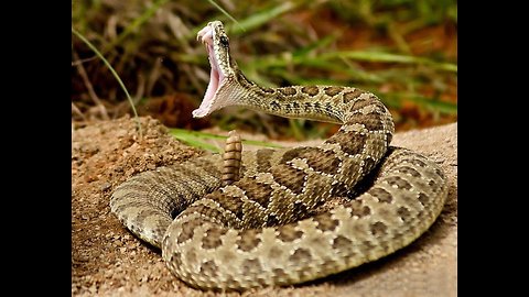 Welcome to the World of Rattle Snakes