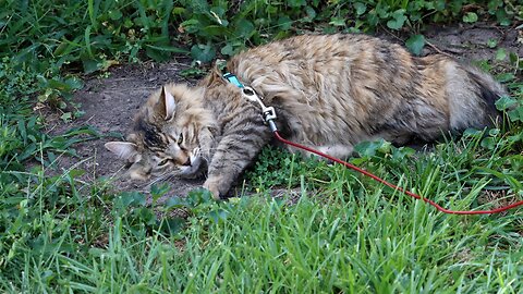 Leia Found Another Dirt Patch