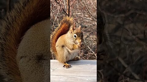 Eastern Gray Squirrel up Close and Personal 🐿️