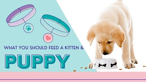 Puppy And Kitten Feeding Puppy Feeding Guide