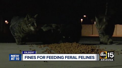 Gilbert ordinance banning feeding feral cats met with resistance