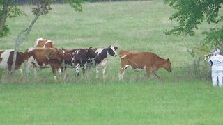 Cows Enjoy some Bagpipe Music