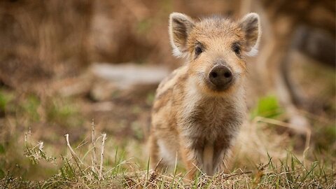 Little Baby Boar Piglets Just Being Engaging and Adorable.