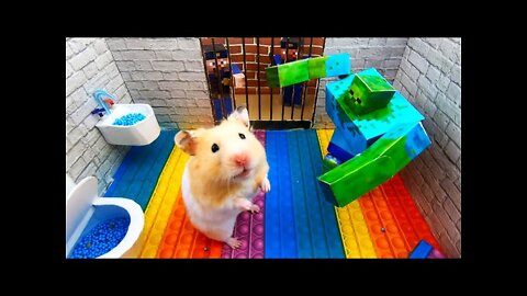 Hamster Escapes From Pop It Prison Maze with Water Slide Obstacle Course