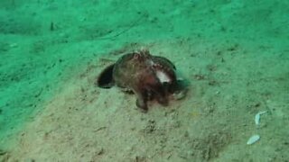 Bläckfisk kräks ut rester av en krabba