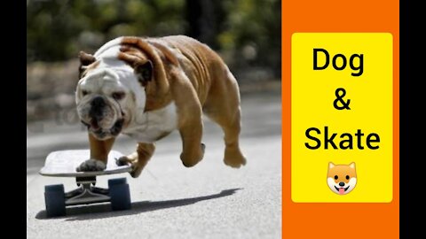 Dog and skate