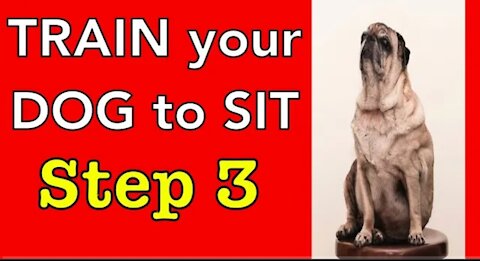 How to train your dog (step -3 )