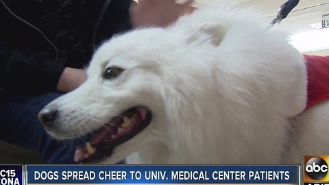 Dogs spreading holiday cheer to medical centers