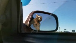 Pet raccoon loves traveling by car!