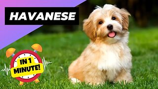 Havanese - In 1 Minute! 🐶 A Great Choice for First-Time Dog Owners | 1 Minute Animals