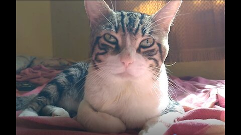 Cat relaxed in his bed