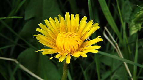 Dandelion Time Lapse