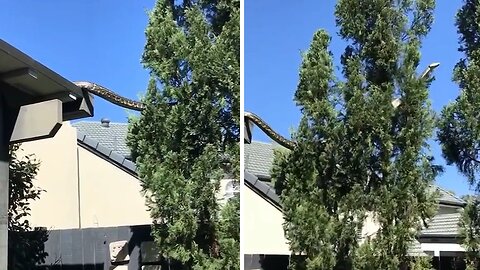 Massive 5-meter Carpet Snake spotted in Australian suburbs