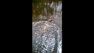 Puppy's first swim